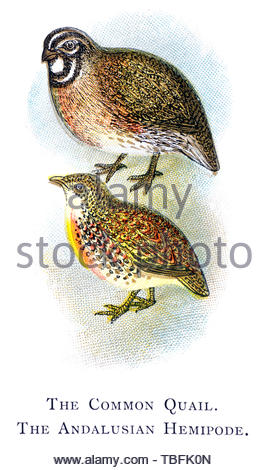 Gemeinsame Wachtel (Coturnix coturnix) und andalusischen Hemipode (Turnix sylvaticus), vintage Abbildung im Jahr 1898 veröffentlicht. Stockfoto