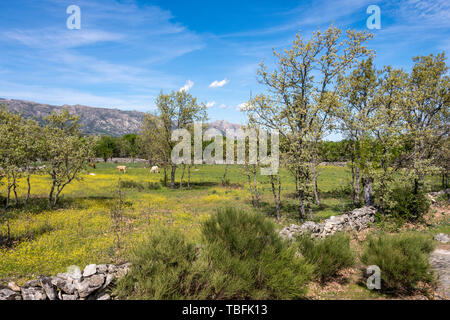 Blumigen Frühling Feld und Kühe grasen in der Sierra de Guadarrama. Madrid Spanien Stockfoto