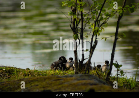 Schellente Küken liegen zusammen in einem Haufen mit einem Küken Blick in die Kamera, mit einem verschwommenen See im Hintergrund Stockfoto