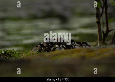 Schellente Küken liegen zusammen in einem Haufen mit einem verschwommenen See im Hintergrund Stockfoto