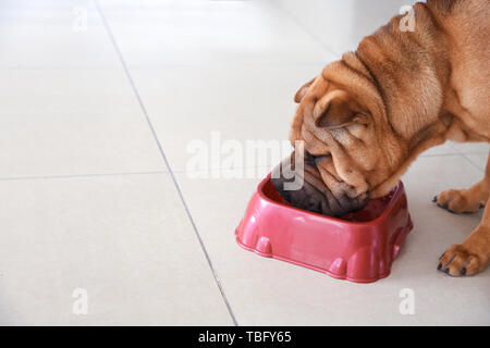 Lustig Hund essen aus der Schüssel zu Hause Cute Stockfoto