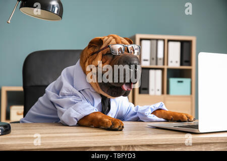 Cute funny Hund verkleidet als Geschäftsmann im Büro Stockfoto