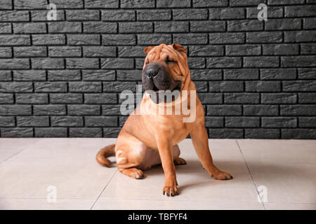 Lustig Hund in der Nähe von dunklen Ziegelmauer Cute Stockfoto