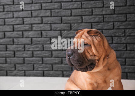 Lustig Hund in der Nähe von dunklen Ziegelmauer Cute Stockfoto