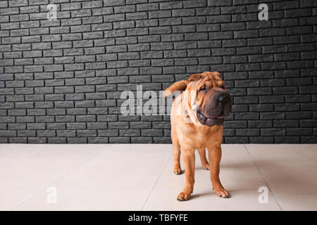 Lustig Hund in der Nähe von dunklen Ziegelmauer Cute Stockfoto