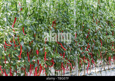 Drei-dimensionale Anpflanzung von Chili peppers, in Shandong Qingdao Gemüse Expo gefilmt. Stockfoto