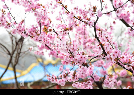 Pfirsichfarbene Blüten im Frühling Stockfoto