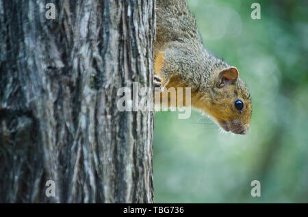 Eine Nahaufnahme eines afrikanischen Baum Eichhörnchen (paraxerus cepapi) klettern auf einen Baum. St. Lucia, Südafrika. Stockfoto