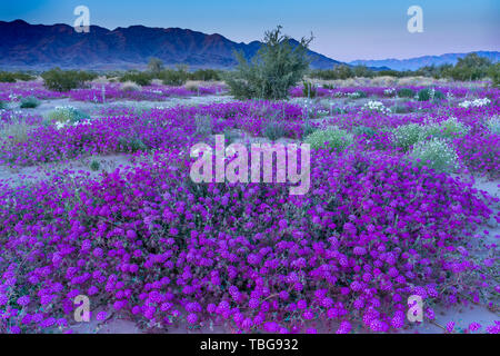 Desert wildflowers Sand Eisenkraut und Nachtkerze Blüte in der Wüste Lilie Heiligtum in der Wüste 2019 Superbloom in der Nähe von Desert Center, Kalifornien, Stockfoto