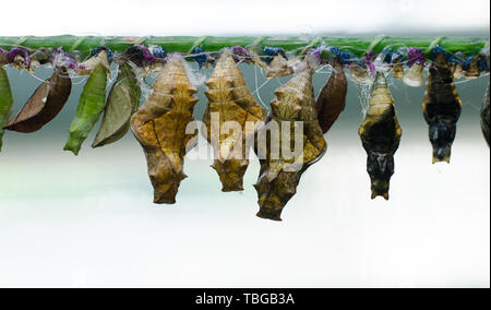 Schmetterlinge Farm. Schmetterlinge chrysalis auf einem Zweig Stockfoto