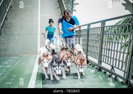 Ein Hund Walker nimmt seine schönen Hunde - Siberian Husky (ich glaube, ist die Rasse aber falsch sein kann) für einen Spaziergang durch die Straßen von Bangkok. Stockfoto