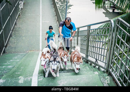 Ein Hund Walker nimmt seine schönen Hunde - Siberian Husky (ich glaube, ist die Rasse aber falsch sein kann) für einen Spaziergang durch die Straßen von Bangkok. Stockfoto