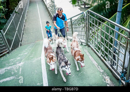 Ein Hund Walker nimmt seine schönen Hunde - Siberian Husky (ich glaube, ist die Rasse aber falsch sein kann) für einen Spaziergang durch die Straßen von Bangkok. Stockfoto