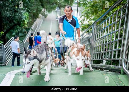 Ein Hund Walker nimmt seine schönen Hunde - Siberian Husky (ich glaube, ist die Rasse aber falsch sein kann) für einen Spaziergang durch die Straßen von Bangkok. Stockfoto