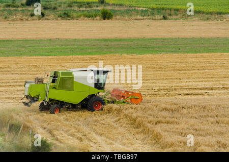Große grüne Harvester Maschine arbeiten in einem Weizen gold Feld kombinieren, mäht Gras im Sommer. Landmaschinen Ernte Korn in das fruchtbare Farm fie Stockfoto