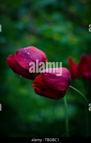 Leuchtend rote Tulpe Blume unter Tautropfen in der regnerischen Garten. Florale Thema Hintergrund. Dunkle moody Foto Stockfoto