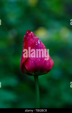Leuchtend rote Tulpe Blume unter Tautropfen in der regnerischen Garten. Florale Thema Hintergrund. Dunkle moody Foto Stockfoto