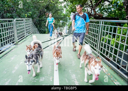 Ein Hund Walker nimmt seine schönen Hunde - Siberian Husky (ich glaube, ist die Rasse aber falsch sein kann) für einen Spaziergang durch die Straßen von Bangkok. Stockfoto