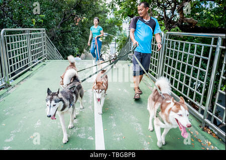 Ein Hund Walker nimmt seine schönen Hunde - Siberian Husky (ich glaube, ist die Rasse aber falsch sein kann) für einen Spaziergang durch die Straßen von Bangkok. Stockfoto