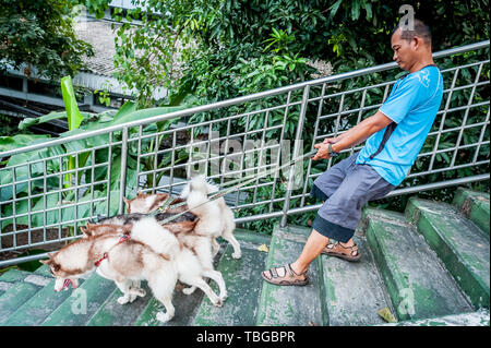 Ein Hund Walker nimmt seine schönen Hunde - Siberian Husky (ich glaube, ist die Rasse aber falsch sein kann) für einen Spaziergang durch die Straßen von Bangkok. Stockfoto