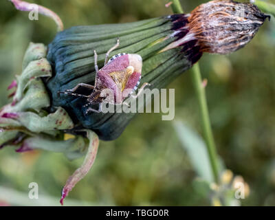 Makro Foto von einem stinken Bug ruht auf einem Löwenzahn Blume. Stockfoto