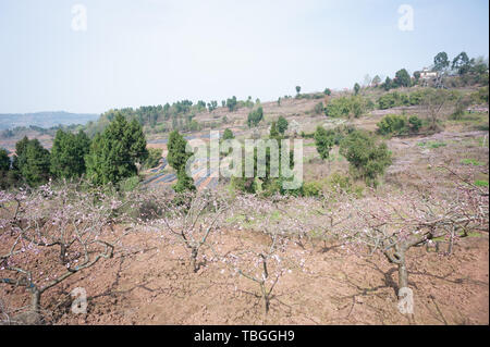 Chengdu Longquanyi Peach Blossom Heimatstadt Peach Blossoms in voller Blüte Stockfoto