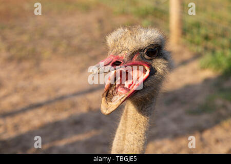 Nahaufnahme des gemeinsamen Strauß Struthio camelus mit Schnabel weit öffnen Stockfoto