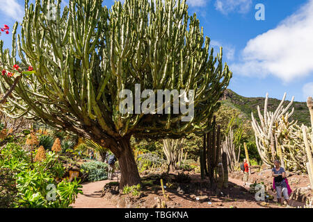 Jardín Botánico Canario Viera y Clavijo, Las Palmas de Gran Canaria, Gran Canaria, Spanien Stockfoto