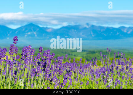 Close-up violett Lavendelblüten Feld im Sommer sonnigen Tag mit Soft Focus blur natürlichen Hintergrund. Furano, Hokkaido, Japan Stockfoto