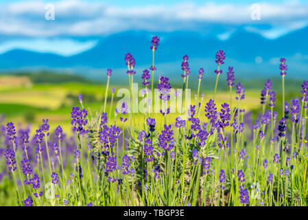 Close-up violett Lavendelblüten Feld im Sommer sonnigen Tag mit Soft Focus blur natürlichen Hintergrund. Furano, Hokkaido, Japan Stockfoto