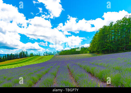 Weste violett Lavendelblüten Feld im Sommer sonnigen Tag mit natürlichen Hintergrund am Bauernhof Tomita, Furano, Hokkaido, Japan Stockfoto