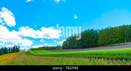 Weste violett Lavendelblüten Feld im Sommer sonnigen Tag mit natürlichen Hintergrund am Bauernhof Tomita, Furano, Hokkaido, Japan Stockfoto