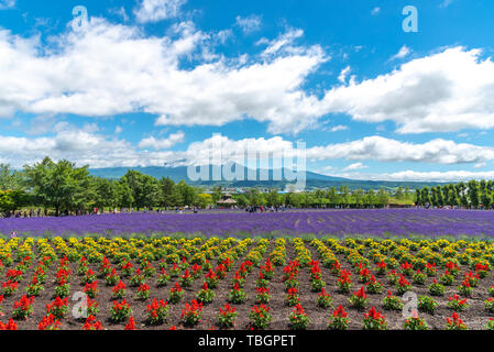 Weste violett Lavendelblüten Feld im Sommer sonnigen Tag mit natürlichen Hintergrund am Bauernhof Tomita, Furano, Hokkaido, Japan Stockfoto