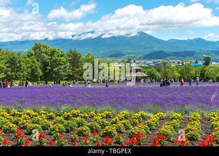 Weste violett Lavendelblüten Feld im Sommer sonnigen Tag mit natürlichen Hintergrund am Bauernhof Tomita, Furano, Hokkaido, Japan Stockfoto