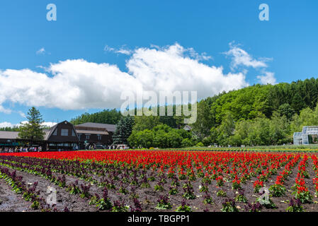 Ansicht der vollen Blüte bunt mehrere Arten von Blumen im Sommer sonnigen Tag am Bauernhof Tomita, Furano, Hokkaido, Japan Stockfoto