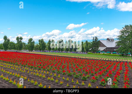 Ansicht der vollen Blüte bunt mehrere Arten von Blumen im Sommer sonnigen Tag am Bauernhof Tomita, Furano, Hokkaido, Japan Stockfoto