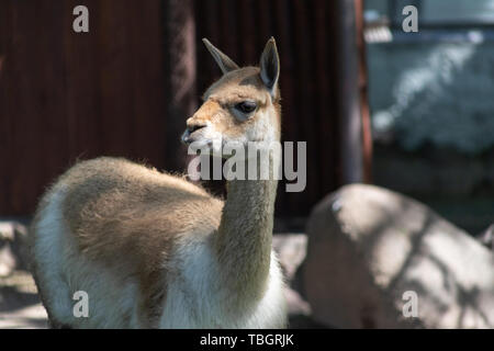 Wild camel braun Guanako im Moskauer Zoo, Nahaufnahme portrait Stockfoto