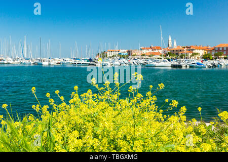 Malerischen Hafen mit Booten und bunten Häuser, die Blüten zu verwendende Waterfront in Izola - Isola. Stockfoto