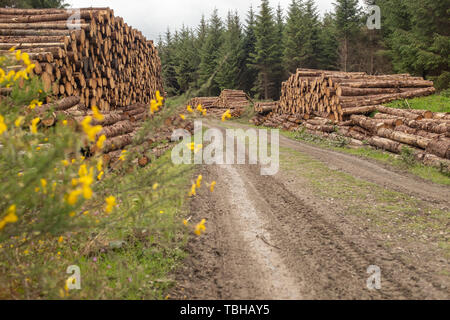 Blick hinunter Schmutz weg der Stapel der frisch geschnittene Bäume gestreift von Niederlassungen und für die Säge Mühle Teil der Holzindustrie in Irland vorbereitet sind. Stockfoto