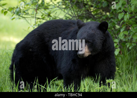 Zwei Schwarze Baren Durchstreifen Um Joint Base Elmendorf Richardson Alaska 30 Mai 2019 Wahrend Des Sommers