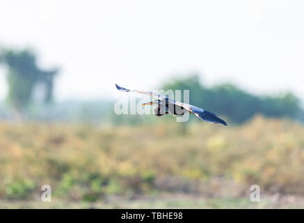 Lonely Reiher Futter in River Delta untiefen Stockfoto