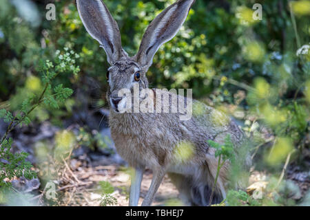 Ein schöner schwarzer Tailed Jackrabbit (Lepus Californicus) stellt an der Merced National Wildlife Refuge im Central Valley in Kalifornien USA Stockfoto