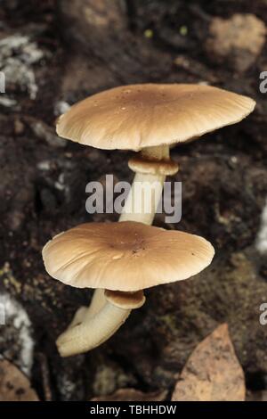 Pappelpilz, Samtpioppini, Cyclocybe aegerita Stockfoto