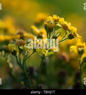 Nahaufnahme eines Alyssum Blumen auf einer Wiese. Während das Ende des Sommers im Abendlicht. Stockfoto