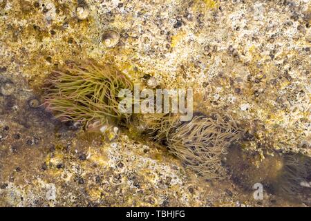 Schlangenschnecke Anemone Anemonia viridis Stockfoto