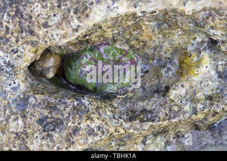 Braune Morph Schlangenschwänze Anemone Anemonia viridis Stockfoto