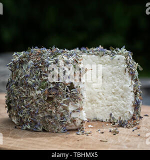 Handwerk Käse von Kühen und Ziegen Milch. Zylinderkopf Stockfoto