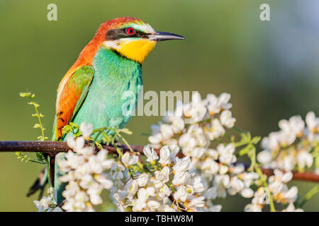 Bee-eater sitzt auf einem Ast unter den Blumen von Acacia Stockfoto