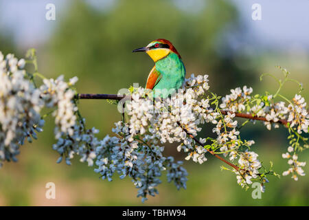 Rainbow Vogel auf einem Zweig mit Blüten von Acacia Stockfoto