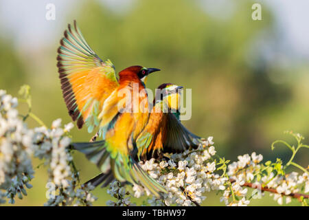 Rainbow Vögel sitzen auf einem Zweig mit Blüten von Acacia Stockfoto